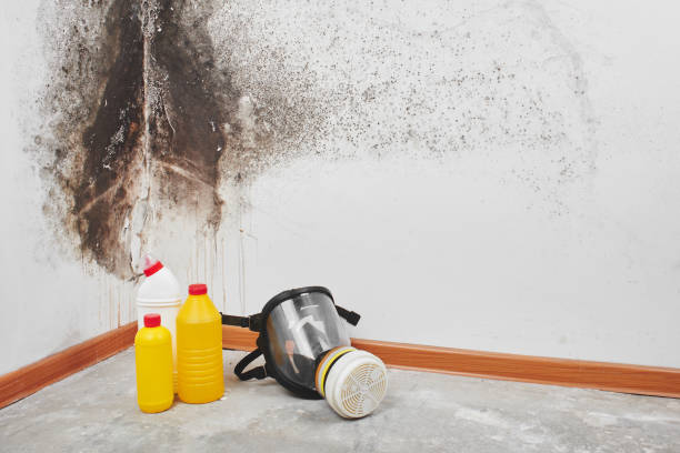 Best Mold Cleaning Services  in Spring Valley, AZ