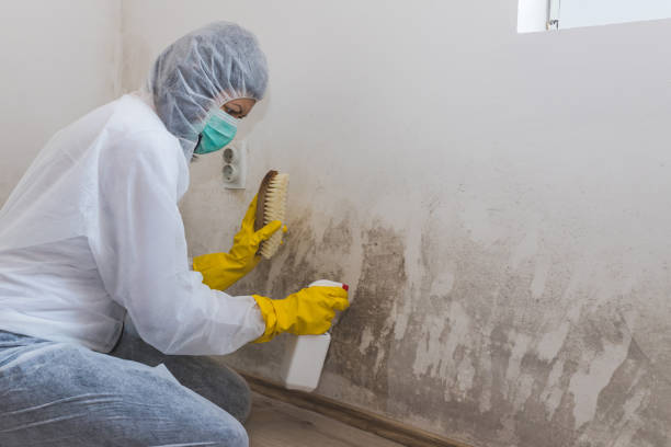 Best Same-Day Mold Removal  in Spring Valley, AZ