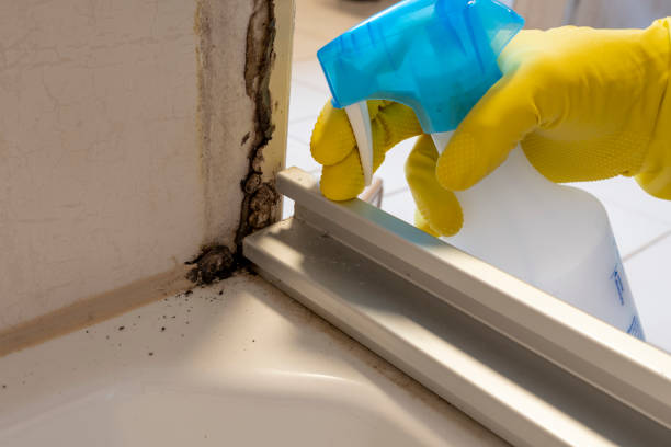 Best Residential Mold Removal  in Spring Valley, AZ