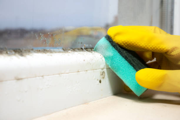 Best Black Mold Removal  in Spring Valley, AZ