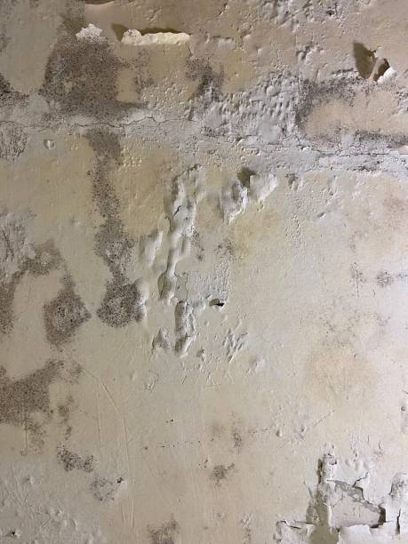 Best Emergency Mold Removal  in Spring Valley, AZ