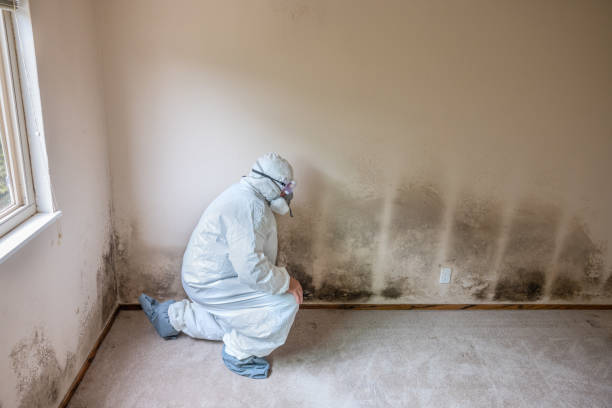 Best Mold Testing  in Spring Valley, AZ
