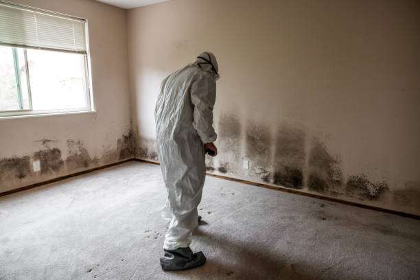 Best Mold Removal Company Near Me  in Spring Valley, AZ