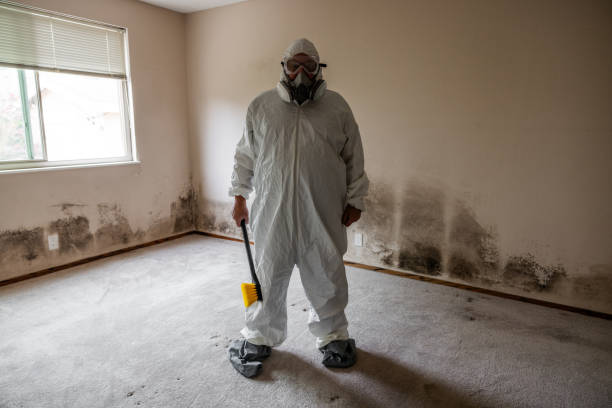 Best Professional Mold Removal  in Spring Valley, AZ