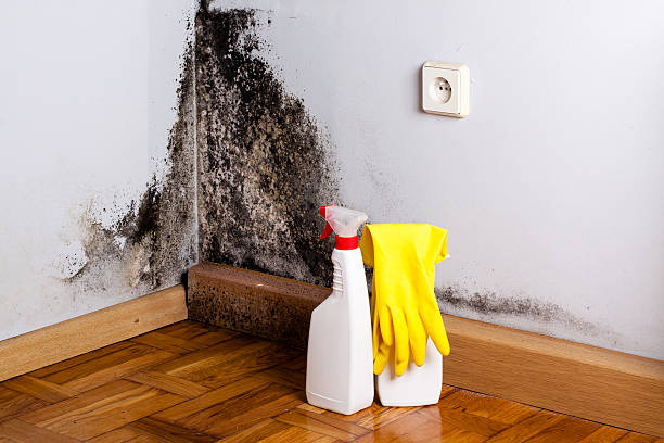 Best Mold Removal Specialists  in Spring Valley, AZ