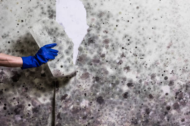 Best Residential Mold Removal  in Spring Valley, AZ