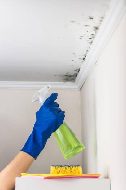 Best Emergency Mold Removal  in Spring Valley, AZ